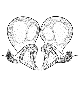 speciesimage