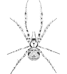 species