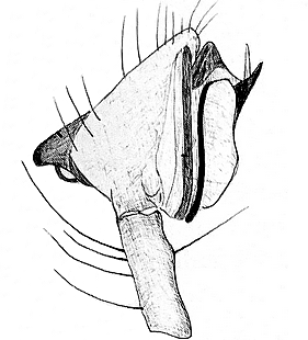 species