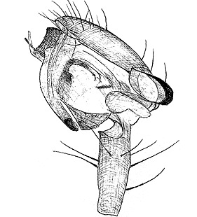 species