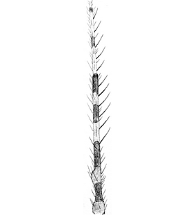 species