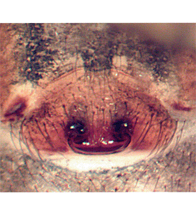 speciesimage