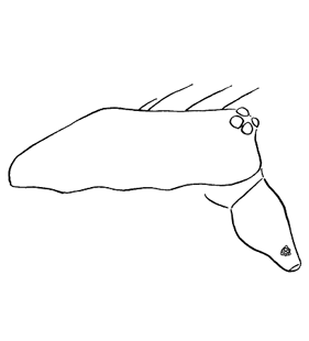 speciesimage