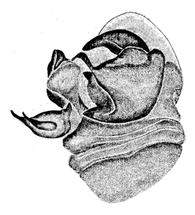 speciesimage