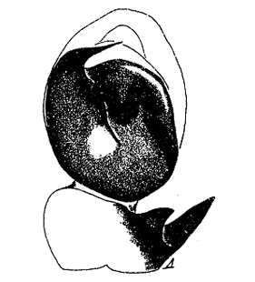 speciesimage