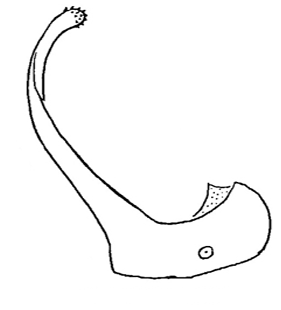 speciesimage