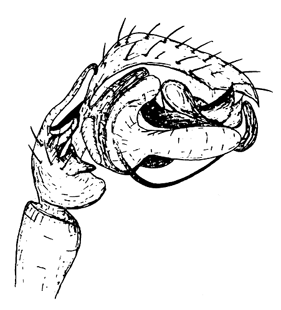 speciesimage