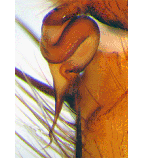 speciesimage