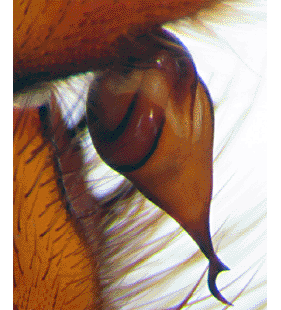 speciesimage