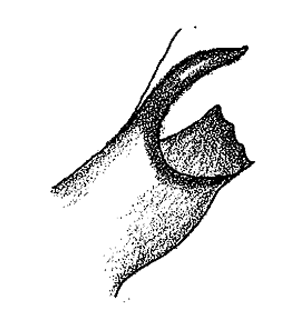 speciesimage