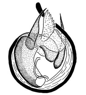 speciesimage