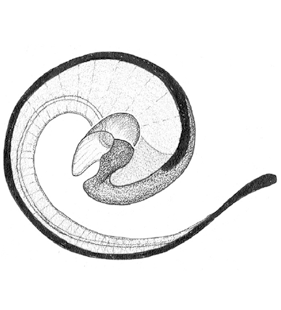 speciesimage