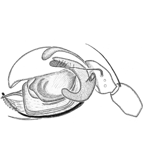 speciesimage