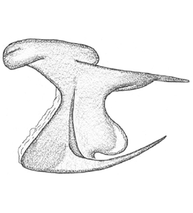 speciesimage