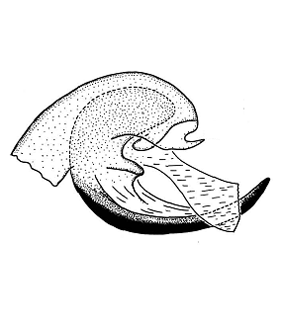 speciesimage