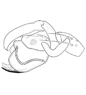speciesimage
