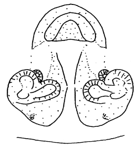 speciesimage