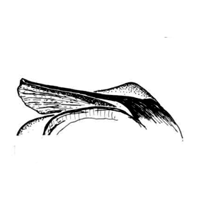 speciesimage