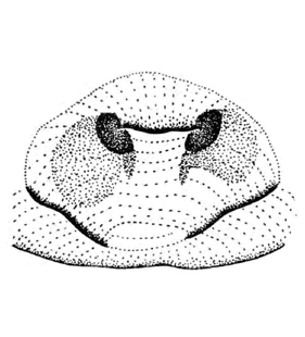 speciesimage