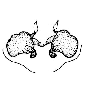 speciesimage