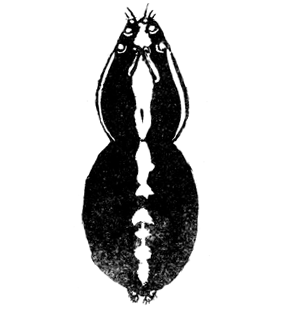 speciesimage