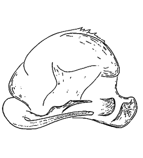 speciesimage