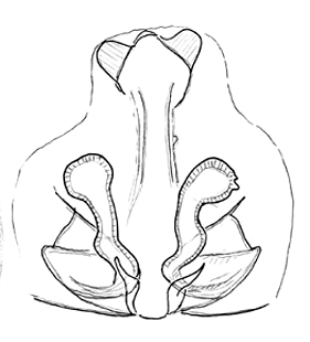 speciesimage