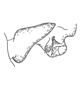 speciesimage