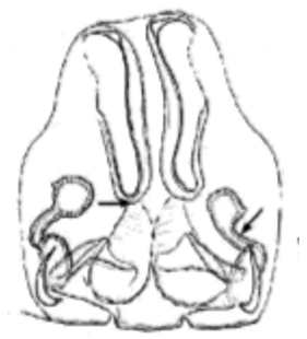 speciesimage