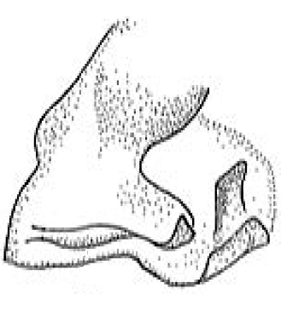 speciesimage