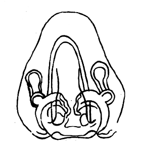 speciesimage