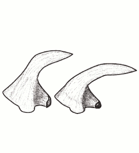 speciesimage