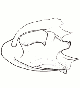 speciesimage