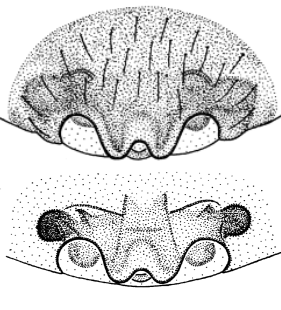 speciesimage
