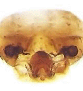 speciesimage