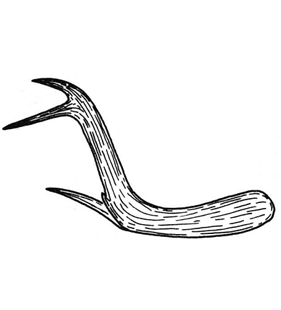 speciesimage