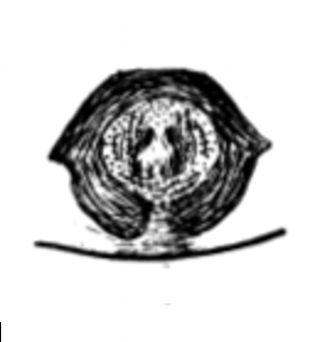 speciesimage