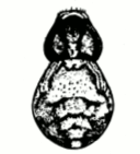 speciesimage