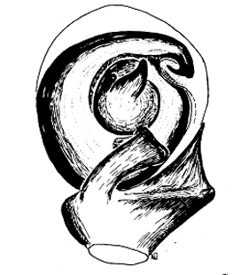 speciesimage