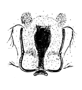 speciesimage