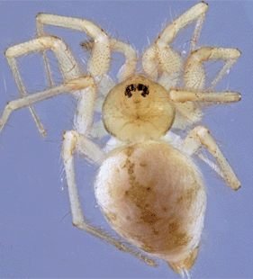 speciesimage