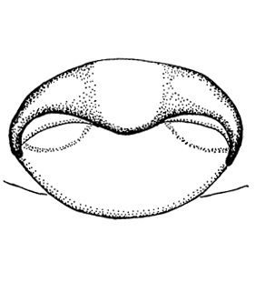 speciesimage