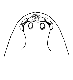 speciesimage