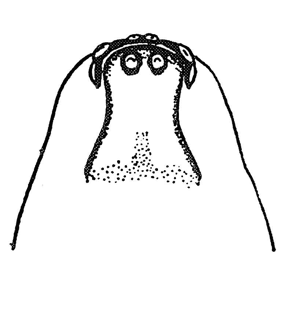 speciesimage