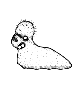 speciesimage