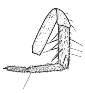 speciesimage