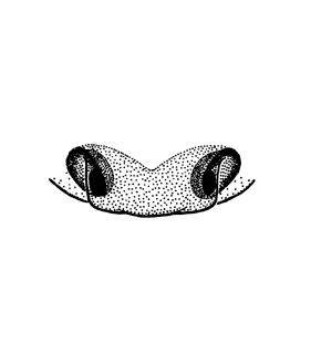 speciesimage