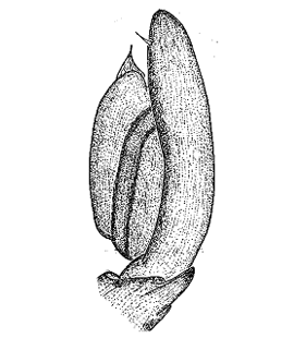 speciesimage