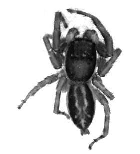 speciesimage
