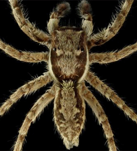 speciesimage